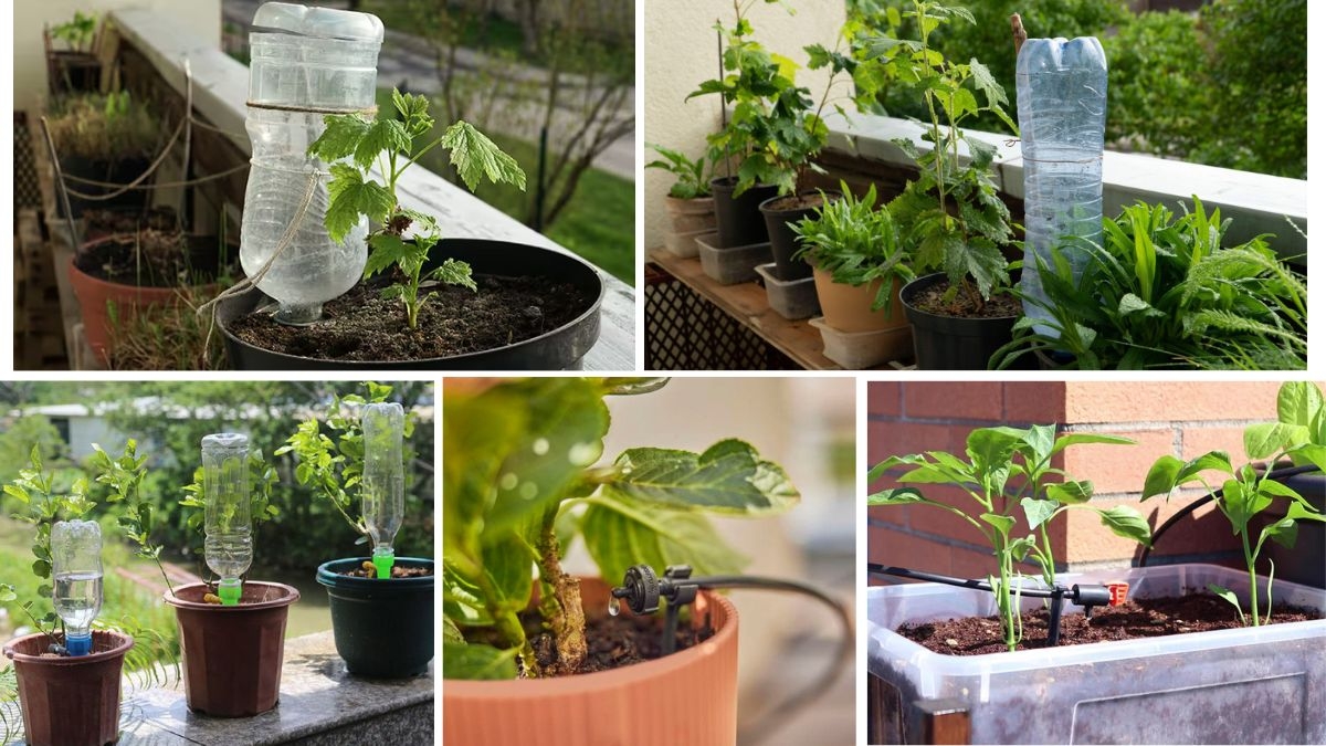 DIY Drip Irrigation System for Balcony Plants