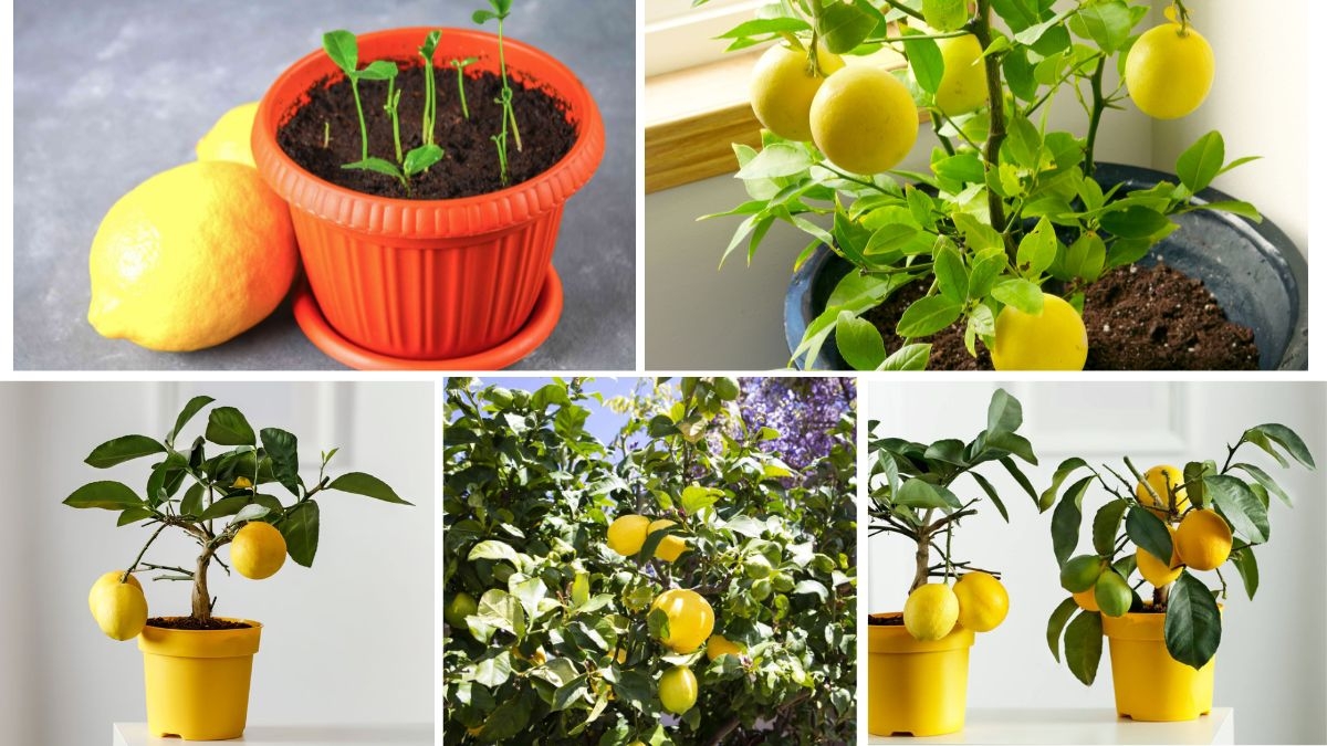 How to Plant Lemon in Pots the Right Way