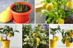 How to Plant Lemon in Pots the Right Way