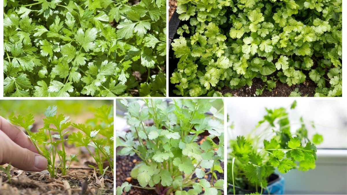 Cilantro Growing Guide for Small Spaces