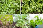 Cilantro Growing Guide for Small Spaces