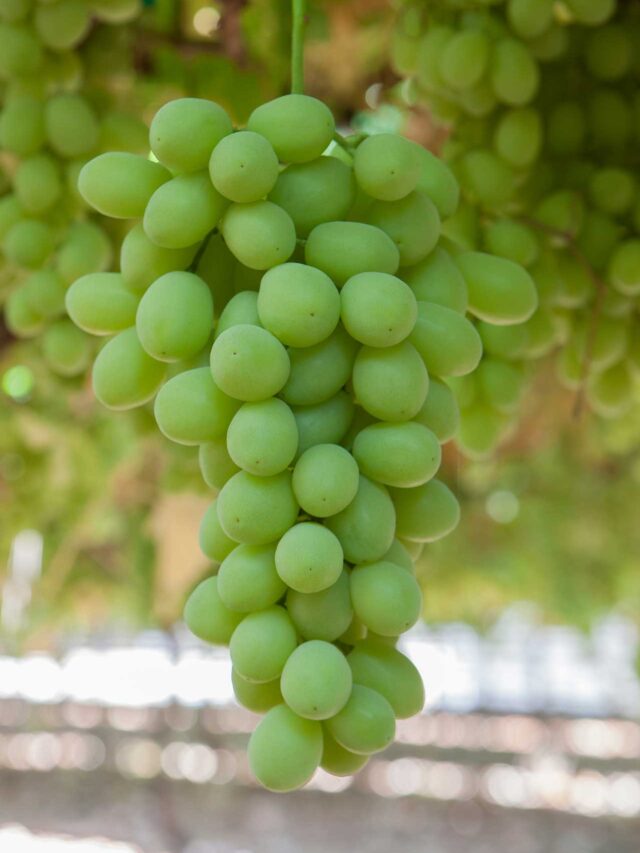 Which Country Exports the Most Grapes in the World?