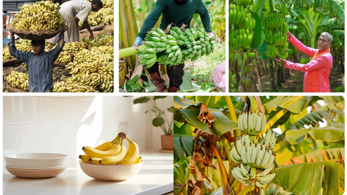 Which Country Leads in Banana Production Globally?
