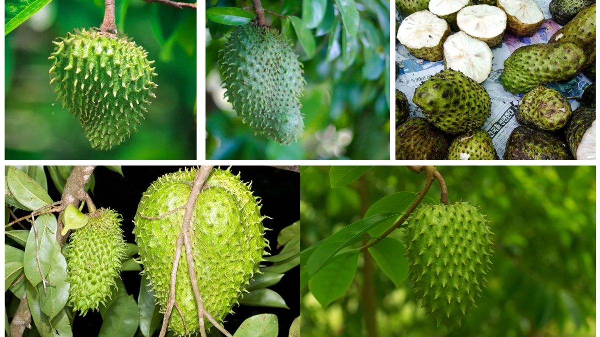 Which Country Is the Largest Soursop Producer in the World?