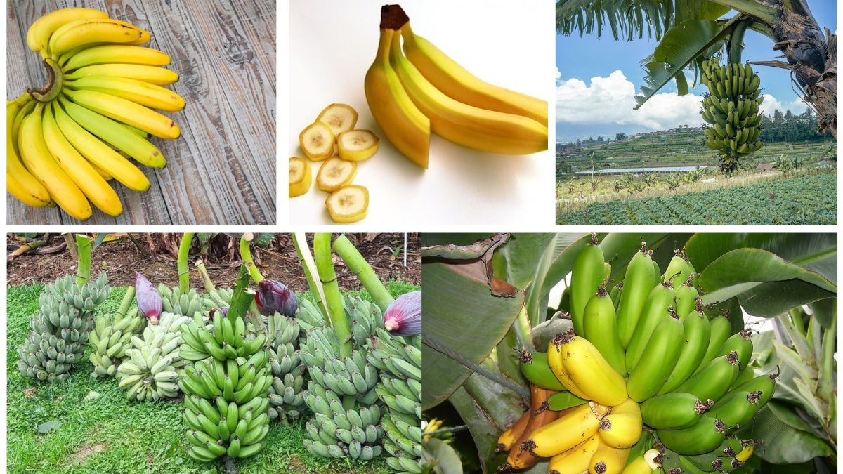 Which Country Exports the Most Bananas Worldwide?