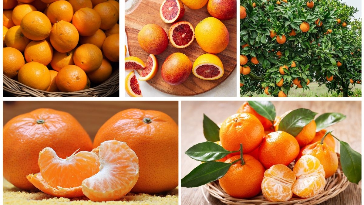 Which Country Is the World’s Top Orange Producer?