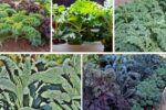 How to Harvest Kale for Continuous Growth