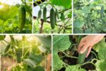 The Best Time to Pick Cucumbers for Perfect Flavor
