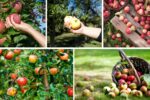 How to Harvest Apples Without Bruising Them