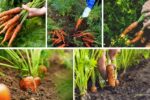 5 Steps to Harvesting Carrots the Right Way