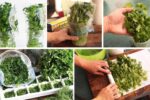 How to Store Fresh Herbs for Maximum Flavor